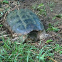 Snapping Turtle