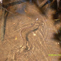 Unknown Snake