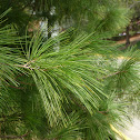 white pine