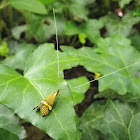 Fairy Longhorn Moth