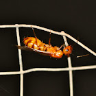 Queen Ant
