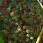 Eucalyptus scale gall