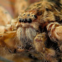 Brown Huntsman Spider