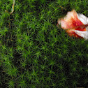 Haircap moss