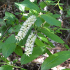 Virginia willow