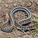 Red Spotted Garter Snake