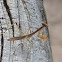 Preying mantis