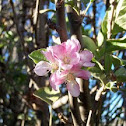 Apple Flower