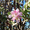 Apple Flower