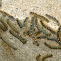 Forest Tent Caterpillars