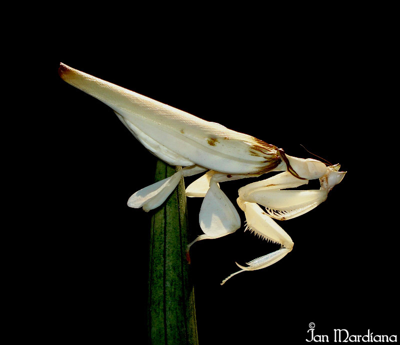 Orchid mantis