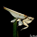 Orchid mantis