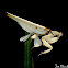 Orchid mantis