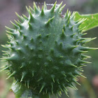 Jimson Weed