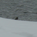 Eastern Phoebe