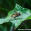 Common swamp hoverfly