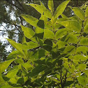 Pecan