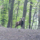 Mouflon