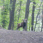 Mouflon