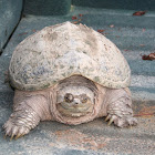 Common snapping turtle
