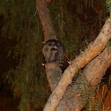Raccoon