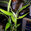 Lucky Bamboo