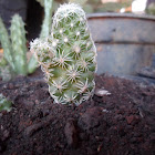 Mini cacto