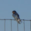 Barn Swallow