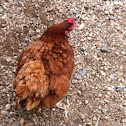 Chicken