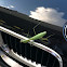 Praying Mantis