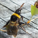 Bumble Bee