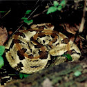Timber Rattlesnake