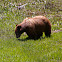California black bear
