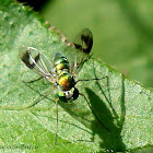 Long-legged fly