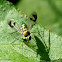 Long-legged fly