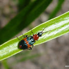 Pollen Beetle