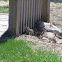 Thirteen-lined ground squirrel