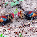 Red fowl