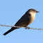 Say's Phoebe