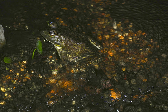 Spotting Image 1