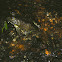 American Bullfrog