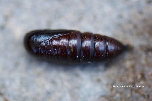 Spotting Image 1
