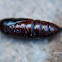 Chrysalis