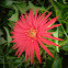 Gerbera / hebras