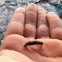 Caddisfly Larva