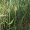 Teasel
