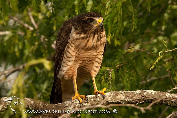 Spotting Image 1