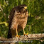 Roadside hawk