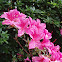 Rhododendron