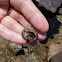 Mediterranean hermit crab (κλειτσινάρι)